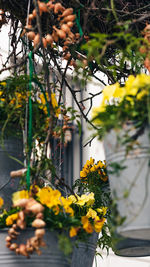 Close-up of yellow flowering plant