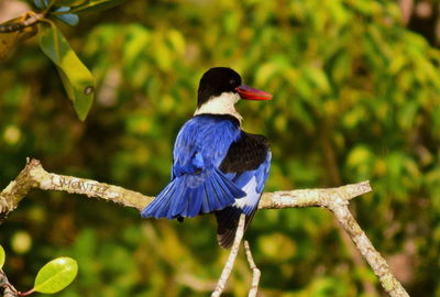 Close-up of bird perching on branch