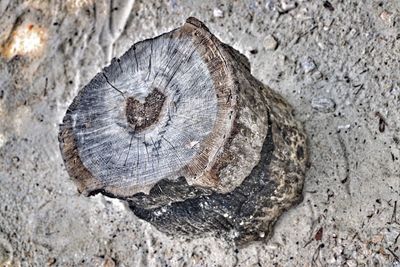 Close-up of tree stump