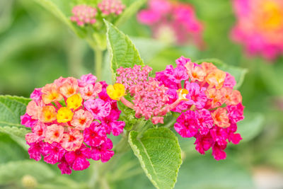 Close-up of pink flowering plant
