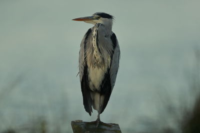 Close-up of a bird