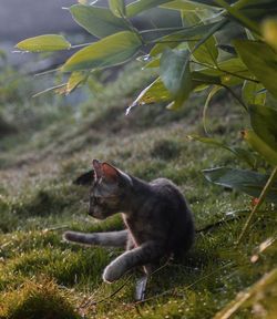 Cat on a field