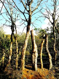 Close-up of tree against sky