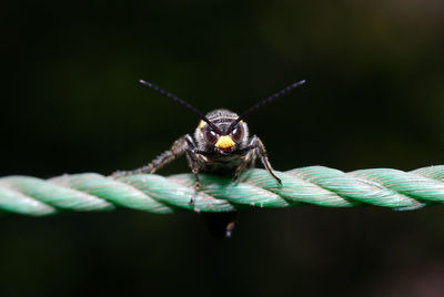 Close-up of insect on leaf