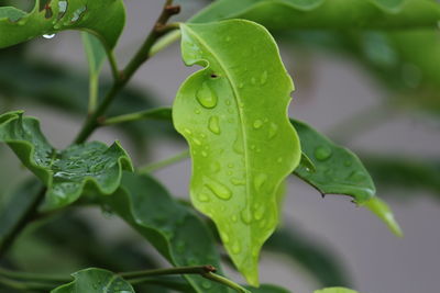 Close-up of raindrops on leaves