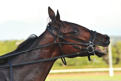 Close-up of brown horse