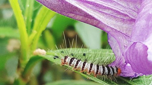 Close-up of leaves on plant