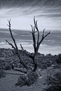 Bare tree on landscape against sky