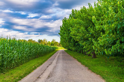 Road amidst plants on field against sky