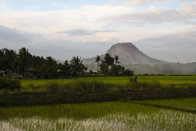 Scenic view of agricultural field against sky