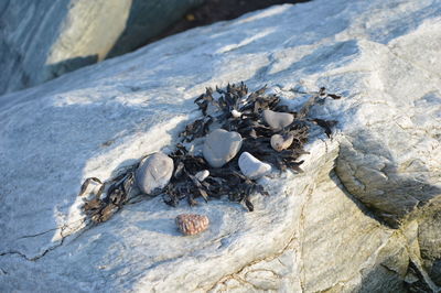 High angle view of shells on rock