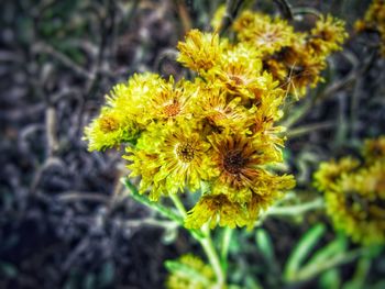 Close-up of yellow flowering plant