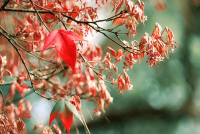 Close-up of autumn leaves on tree