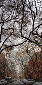 Bare trees against sky