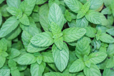 Full frame shot of green leaves