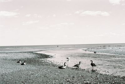 Birds perching on beach against sky