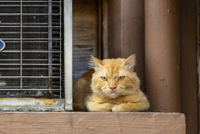 Portrait of cat sitting on window