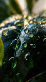 Close-up of raindrops on leaf