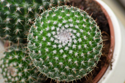 Close-up of succulent plant