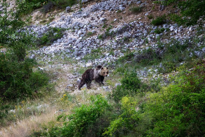 View of an animal on land