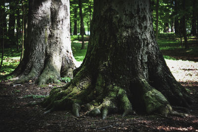 View of tree trunk in park