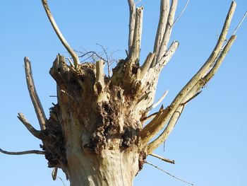 Low angle view of tree against clear sky