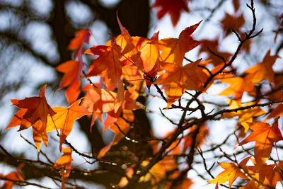 Low angle view of maple leaves on tree