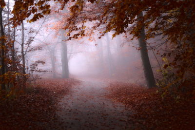 Trees in forest against sky during autumn