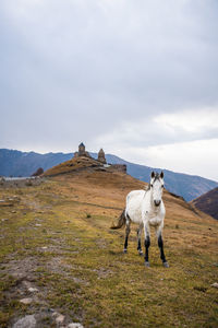 View of a horse on field