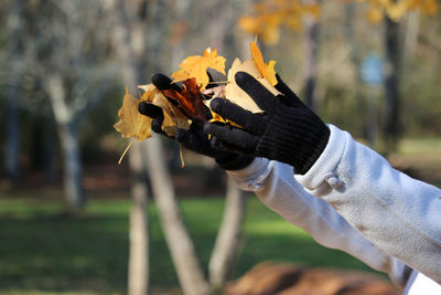 Close-up of person holding autumn leaves during autumn