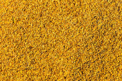 Full frame shot of yellow plants