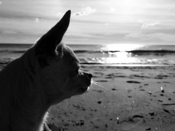 Close-up of dog on beach against sky