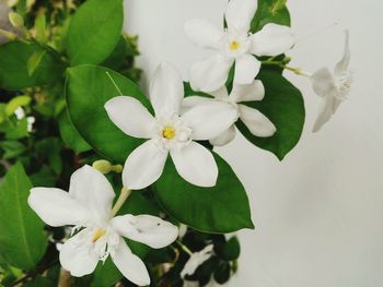 Close-up of white flowers