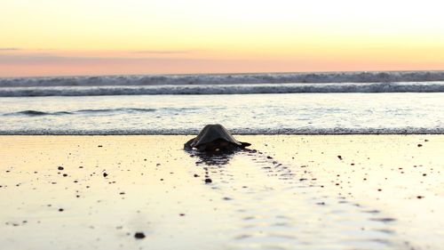 Scenic view of sea at sunset