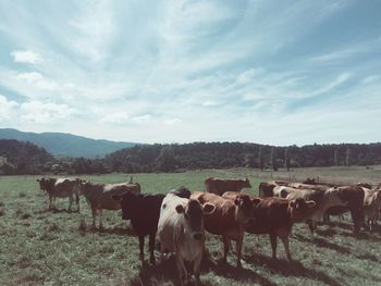 Cows on field against sky