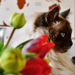 Close-up portrait of a cat