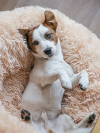 High angle portrait of dog resting on bed