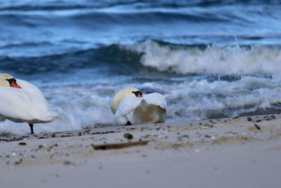 Birds on beach