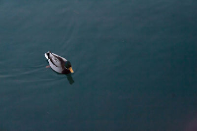 Bird swimming in lake