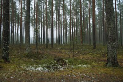 Pine trees in forest