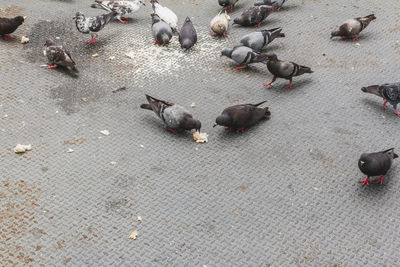 High angle view of pigeons feeding on street