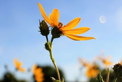 Low angle view of yellow flower