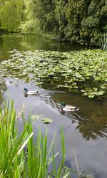 Ducks swimming in lake