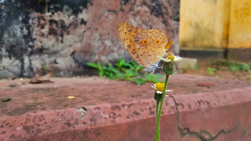 Close-up of butterfly on yellow flower