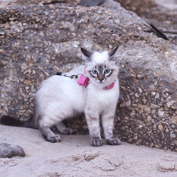 Portrait of cat on rock