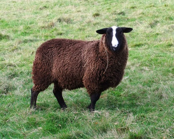 Lion standing on field