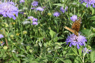 Butterfly pollinating on purple flower