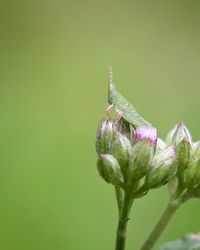 Close-up of insect on plant