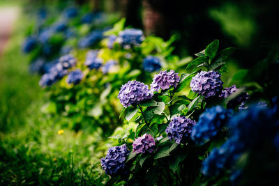 Close-up of flowers