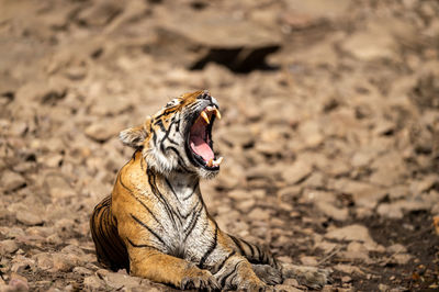 Close-up of a cat on land